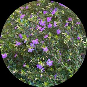 Meet your Posher, Olive